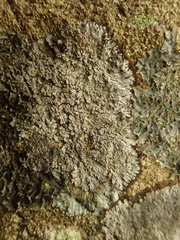 Lepidocollema brisbanense