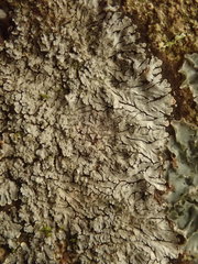 Lepidocollema brisbanense
