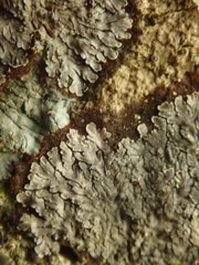 Lepidocollema brisbanense