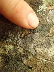 Lepidocollema brisbanense