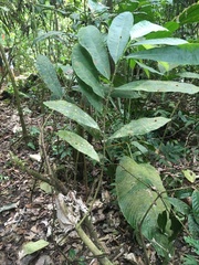 Ardisia fendleri