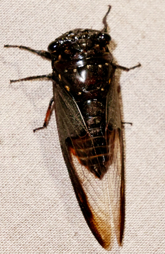 Batwing Cicada