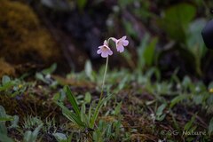 Aglen's primrose (Primula agleniana)
