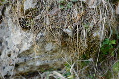 Selaginella helvetica
