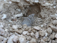 Hipparchia parisatis