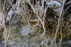 Selaginella helvetica