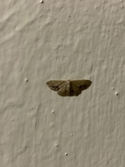 Idaea chotaria