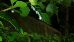 Aleurothrixus floccosus