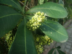 Cussonia thyrsiflora