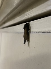 Phragmataecia fusca