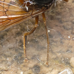 Rhingia rostrata