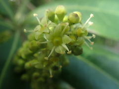 Cussonia thyrsiflora
