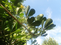 Cussonia thyrsiflora