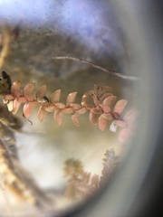 Selaginella helvetica