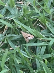 Diasemia monostigma