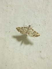 Lamprosema