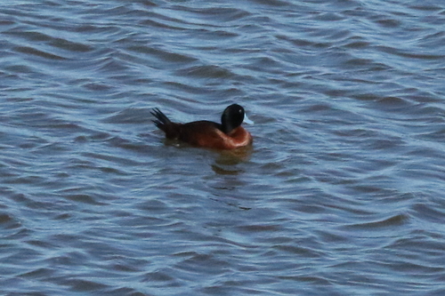 iNaturalist image
