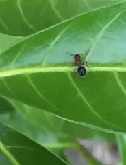 Meranoplus bicolor
