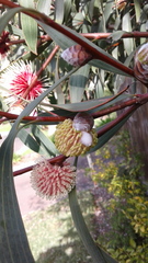 Hakea laurina