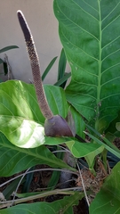 Anthurium hookeri
