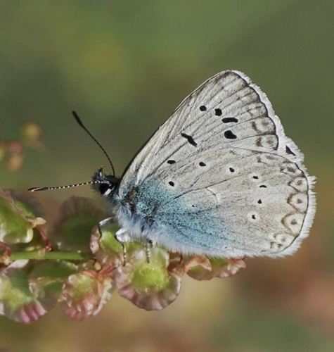 Aedon Blue