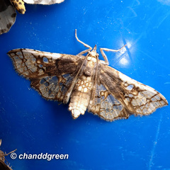 Omphisa anastomosalis