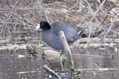 Fulica americana americana