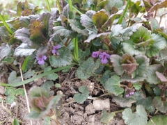 Glechoma hederacea