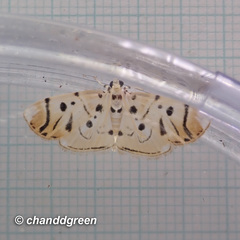 Pycnarmon radiata