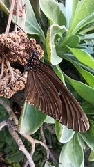 Euploea sylvester swinhoei