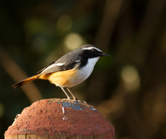 White-Throated Robin-Chat photo 3