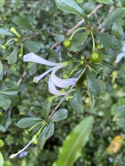 Turraea obtusifolia