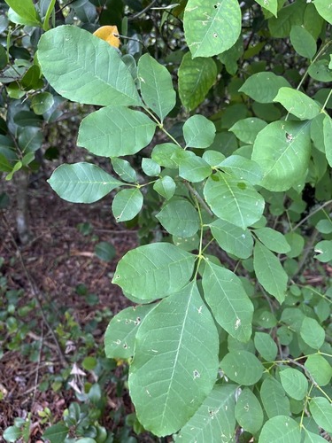 Fraxinus caroliniana, photograph 2