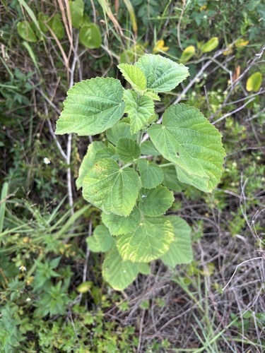 Sida cordifolia, photograph 5