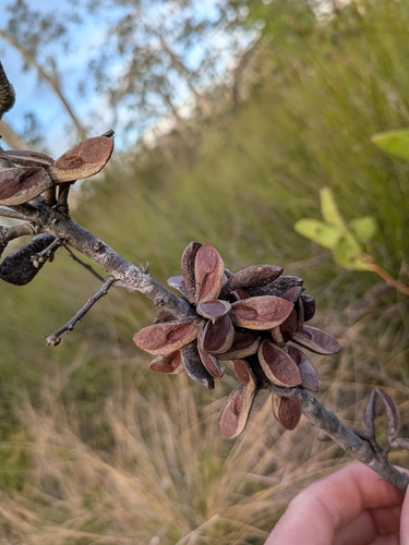 Hakea florulenta