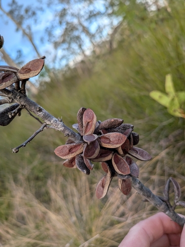 Hakea florulenta, photograph 2