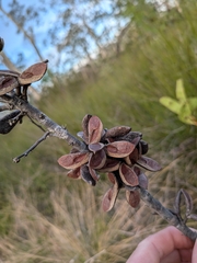 author not stated, no rights reserved Hakea florulenta, photograph author not stated, no rights reserved
