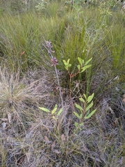 author not stated, no rights reserved Hakea florulenta, photograph author not stated, no rights reserved
