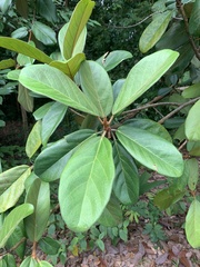 Ficus consociata