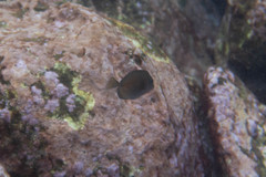 Prionurus maculatus