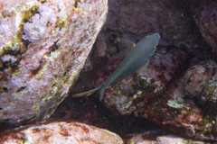 Plectroglyphidodon gascoynei