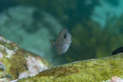Prionurus maculatus