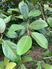 Ficus consociata