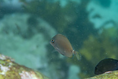 Prionurus maculatus
