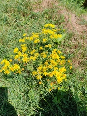 Jacobaea erratica, photograph (c) Ljaž, some rights reserved (CC BY)
