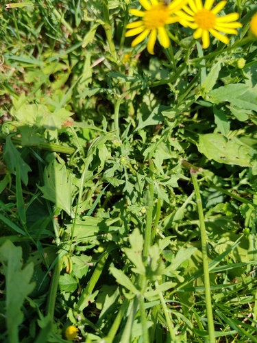 Jacobaea erratica, photograph 5