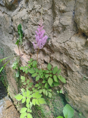 Astilbe rubra