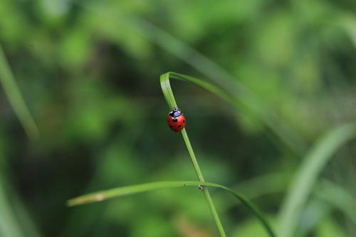 Seven-spotted Lady Beetle