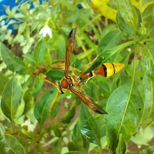 Okinawa Mud Wasp