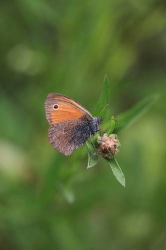 Small Heath